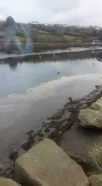 verquido1