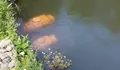 O BNG levou a Pleno os verquidos ao Mendo na ponte de madeira do Carregal