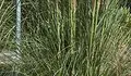 Insistimos na necesidade de que o Concello tome medidas para erradicar a herba da Pampa