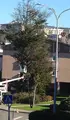 Levamos a Pleno o malestar da veciñanza da Condesa pola tala dun ciprés de grandes dimensións