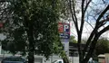 Advertimos do perigo dunha árbore seca nos xogos do Pasatempo